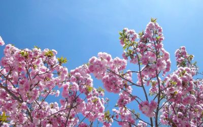Des Cerisiers du Japon en Vallespir et à Amélie les Bains